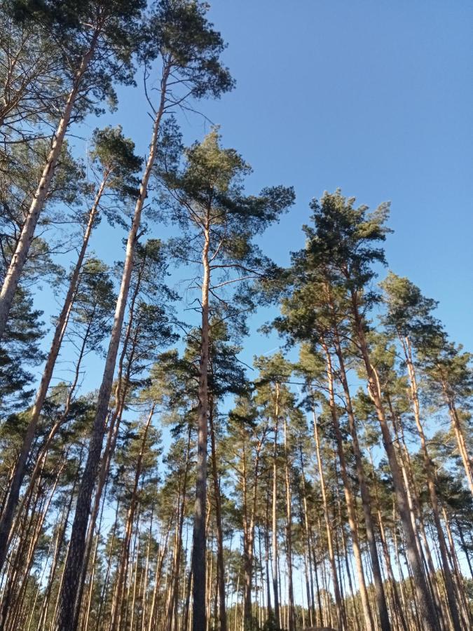 Ferienzimmer Waldzauber Borkwalde Exterior foto